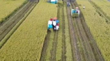 نتائج أول عامين من مشروع زراعة مليون هكتار بالأرز عالي الجودة